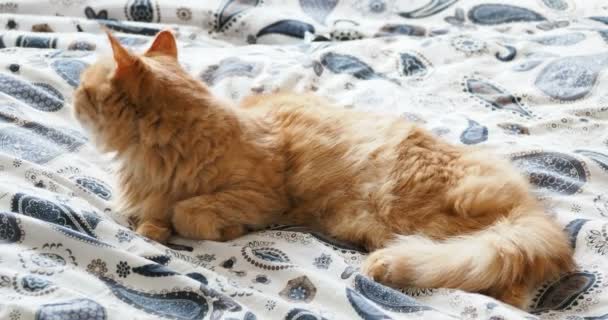 Χαριτωμένο γάτα Τζίντζερ ξαπλωμένη στο κρεβάτι. Αφράτο κατοικίδιο ζώο γλείφει αυτού paws και πάτε για ύπνο. Άνετο σπίτι φόντο. — Αρχείο Βίντεο