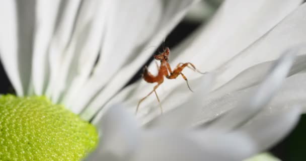 Joven Creobroter meleagris mantis en flor . — Vídeos de Stock