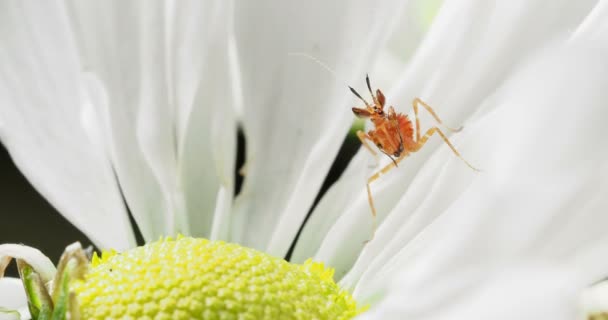 Ung Creobroter meleagris mantis i blomma. — Stockvideo