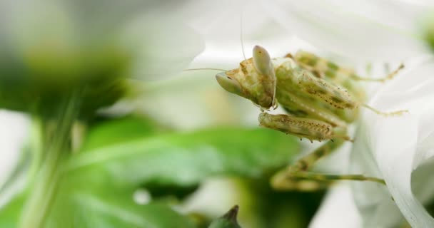 Creobroter meleagris mantis äta något i blomma. — Stockvideo
