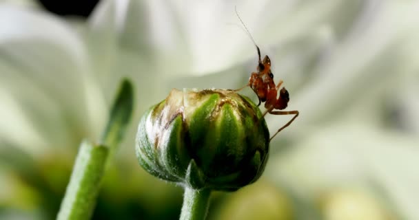 Jeune Creobroter meleagris mantis sur bourgeon floral . — Video