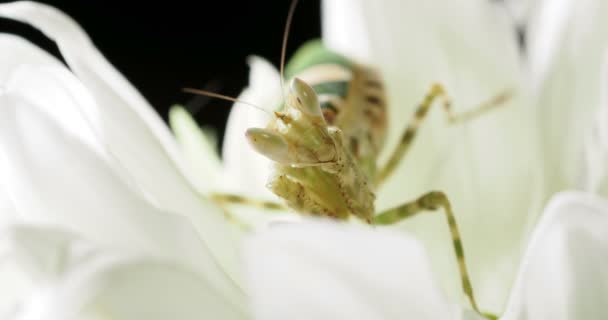 Creobroter meleagris mantis frisst etwas in Blüte. — Stockvideo