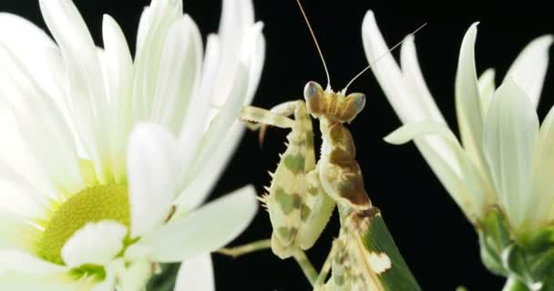 Creobroter meleagris mantis in flower. — Stock Video