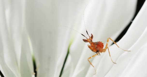 Ung Creobroter meleagris mantis i blomma. — Stockvideo