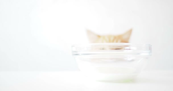 Cute ginger cat is sitting behind a transparent glass bowl with milk. Fluffy pet wants to tasty beverage. — Stock Video