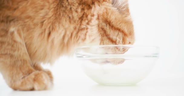 Schattig gember kat lappen van melk van een transparante glazen kom. Pluizig huisdier drinken smakelijke drank. — Stockvideo