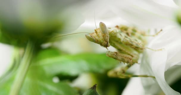 Creobroter meleagris mantis eating something in flower. — Stock Video