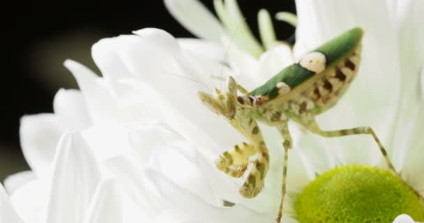 Creobroter meleagris mantis i blomma. — Stockvideo