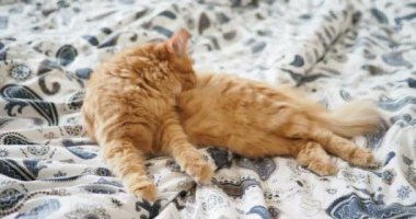 Yatakta yatarken şirin zencefil kedi. Kabarık evde beslenen hayvan onun pençeleri yalıyor. Rahat ev arka plan.