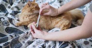 Yatakta yatarken şirin zencefil kedi. Kadınlar pençeleri törpü ile törpülemek çalışıyor. Rahat ev arka plan.