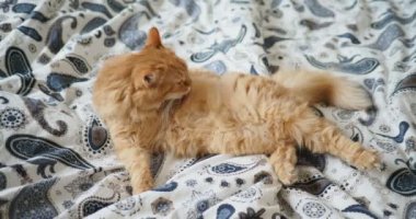 Yatakta yatarken şirin zencefil kedi. Kabarık evde beslenen hayvan onun pençeleri yalıyor. Rahat ev arka plan.