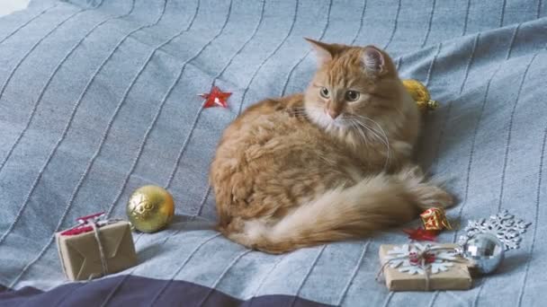 Mignon chat roux couché au lit avec des cadeaux du Nouvel An en papier artisanal. Maison confortable Noël fond de vacances . — Video