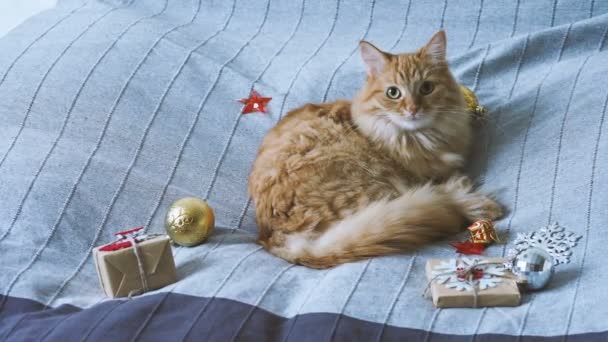 Χαριτωμένο γάτα Τζίντζερ ξαπλωμένη στο κρεβάτι με το νέο έτος παρουσιάζει σε χαρτί κραφτ. Άνετο σπίτι φόντο διακοπών Χριστουγέννων. — Αρχείο Βίντεο