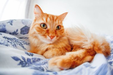 Yüzümdeki komik ifadeyi ile şirin zencefil kedi yatağa yatıyor. Kabarık pet rahat uyumak için veya oynamak için yerleşti. Sevimli rahat arka, sabah yatmadan evde. Balık gözü lens etkisi.