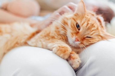 Kadın okşayarak şirin zencefil kedi diz. Kabarık evde beslenen hayvan zevkini çatık. Rahat sabah evde.