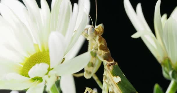 Creobroter meleagris mantis i blomma. — Stockvideo