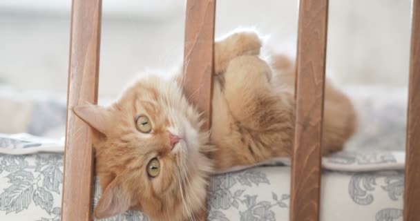 Söt nyfiken ingefära katt ligger i barnets säng. Fluffiga husdjur petade huvudet mellan skenor för spjälsäng. Mysig morgon hemma. — Stockvideo