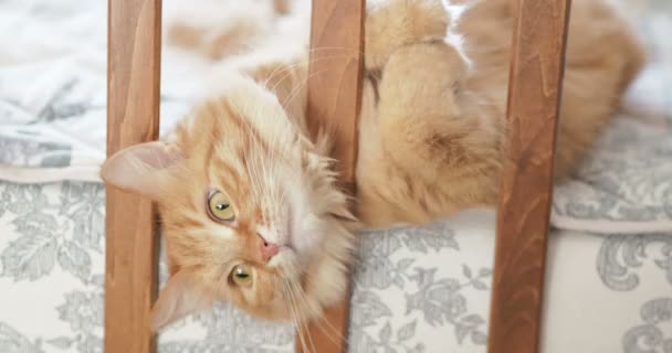 Lindo gato jengibre curioso acostado en la cama infantil. Alfombra esponjosa asomó su cabeza entre rieles de cuna. Acogedora mañana en casa . — Vídeos de Stock