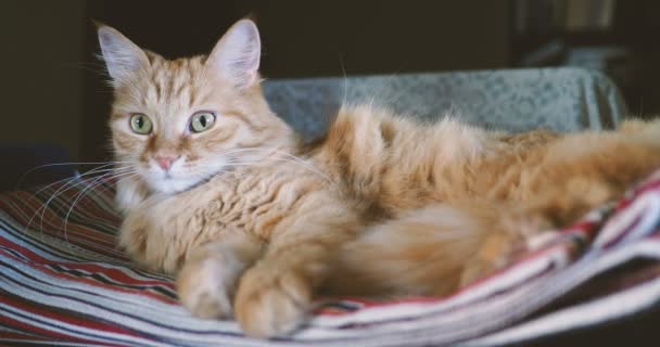 Söt ingefära katt liggande på randigt tyg. Fluffiga husdjur bekväm bosatte sig att sova. — Stockvideo