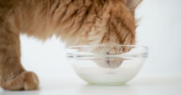 Söt ingefära katt läppning mjölk från en genomskinligt glasskål. Fluffiga husdjur dricka välsmakande dryck. — Stockvideo