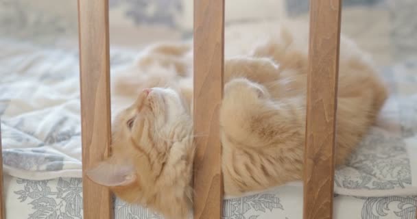 Симпатичная рыжая кошка лежит в детской кровати. Пушистый питомец просунул голову между рельсами кроватки. Уютное утро дома . — стоковое видео