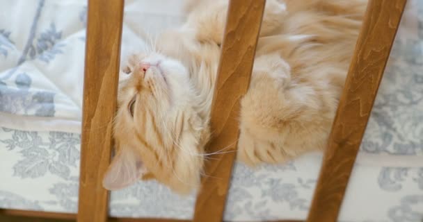 かわいい生姜猫子ベッドで横になっています。ふわふわペットは、ベビーベッドの柵間の頭をつつい。居心地の良い朝 (自宅). — ストック動画