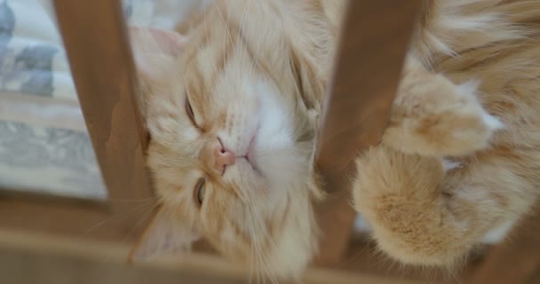 Lindo gato jengibre acostado en la cama infantil. Alfombra esponjosa asomó su cabeza entre rieles de cuna. Acogedora mañana en casa . — Vídeos de Stock