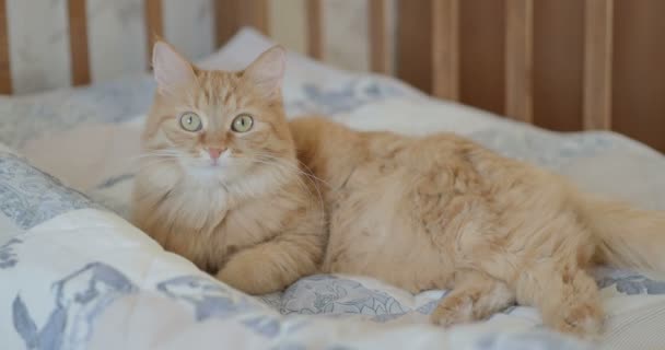 Süße neugierige Ingwerkatze, die im Kinderbett liegt. flauschiges Haustier im Kinderbett liegend. gemütlicher Morgen zu Hause. — Stockvideo