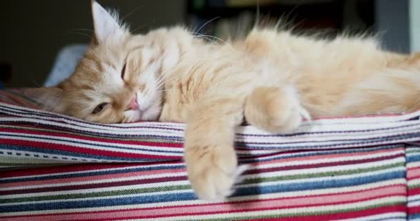 Pisica de ghimbir drăguță întinsă pe țesătură dungată. Animalul de companie pufos confortabil stabilit să doarmă . — Videoclip de stoc