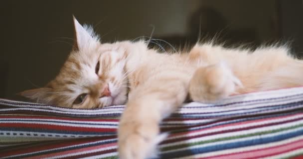 Mignon chat roux couché sur un tissu rayé. animal pelucheux confortable réglé pour dormir . — Video