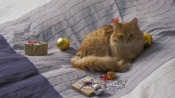 Mignon chat roux couché au lit avec des cadeaux du Nouvel An en papier artisanal. Maison confortable Noël fond de vacances . — Video