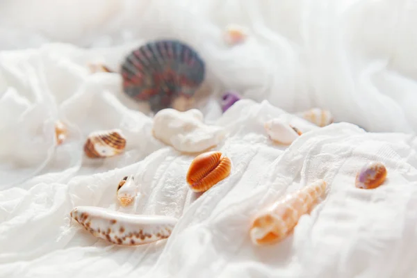 Λευκό κλωστοϋφαντουργίας φόντο με διαφορετικά κελύφη. Κοράλλια θαλάσσης σε ύφασμα με διακοσμητικά μικρά βολάν. — Φωτογραφία Αρχείου