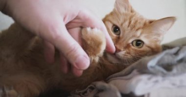 Yatakta yatarken şirin zencefil kedi. Adam vuruş kitty, zevkini çatık ve ısırma. Rahat ev arka plan ile kabarık evde beslenen hayvan.