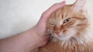 Yatakta yatarken şirin zencefil kedi. Adam vuruş kitty. Rahat ev arka plan ile kabarık evde beslenen hayvan.
