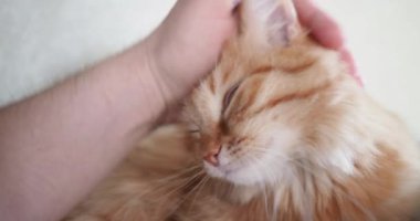 Yatakta yatarken şirin zencefil kedi. Adam vuruş kitty. Rahat ev arka plan ile kabarık evde beslenen hayvan.