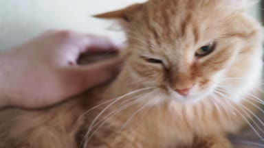 Yatakta yatarken şirin zencefil kedi. Adam vuruş kitty. Rahat ev arka plan ile kabarık evde beslenen hayvan.