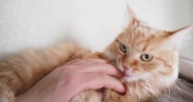 Yatakta yatarken şirin zencefil kedi. Adam vuruş kitty, zevkini çatık ve ısırma. Rahat ev arka plan ile kabarık evde beslenen hayvan.