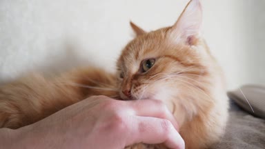 Yatakta yatarken şirin zencefil kedi. Adam vuruş kitty, zevkini çatık ve ısırma. Rahat ev arka plan ile kabarık evde beslenen hayvan.