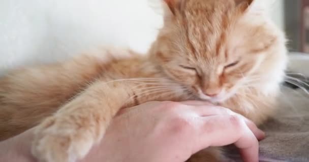 Lindo gato jengibre acostado en la cama. El hombre acaricia al gatito, frunciendo el ceño al placer y mordiendo. Acogedor fondo casero con mascota esponjosa . — Vídeo de stock