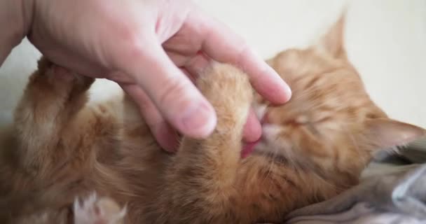 Lindo gato jengibre acostado en la cama. El hombre acaricia al gatito, frunciendo el ceño al placer y mordiendo. Acogedor fondo casero con mascota esponjosa . — Vídeos de Stock