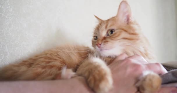 Lindo gato jengibre acostado en la cama. El hombre acaricia al gatito, frunciendo el ceño al placer y mordiendo. Acogedor fondo casero con mascota esponjosa . — Vídeo de stock