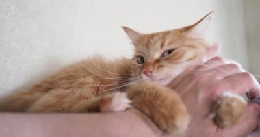 Yatakta yatarken şirin zencefil kedi. Adam vuruş kitty. Rahat ev arka plan ile kabarık evde beslenen hayvan.