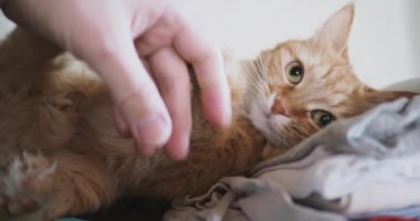 Yatakta yatarken şirin zencefil kedi. Adam vuruş kitty, zevkini çatık ve ısırma. Rahat ev arka plan ile kabarık evde beslenen hayvan.