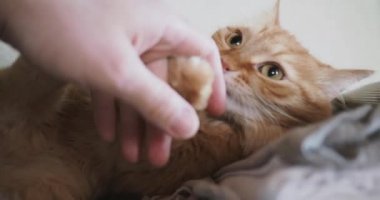 Yatakta yatarken şirin zencefil kedi. Adam vuruş kitty, zevkini çatık ve ısırma. Rahat ev arka plan ile kabarık evde beslenen hayvan.