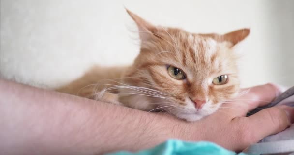 Gato de gengibre bonito deitado na cama. Homem acaricia gatinho. Aconchegante casa fundo com animal de estimação fofo . — Vídeo de Stock