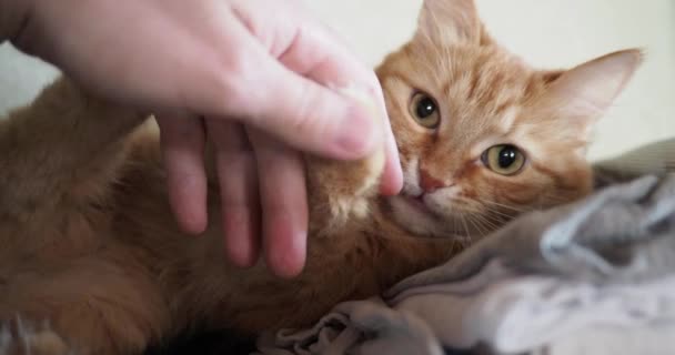 Lindo gato jengibre acostado en la cama. El hombre acaricia al gatito, frunciendo el ceño al placer y mordiendo. Acogedor fondo casero con mascota esponjosa . — Vídeos de Stock