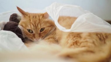 Peluş oyuncak ayı ile plastik torba içinde yatan şirin zencefil kedi. Kabarık pet pinekleme. Gürültülü bebek oyuncak saklanıyor kitty ile rahat ev arka plan.