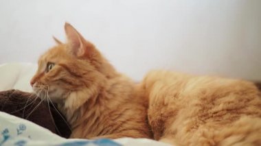 Yatakta yatarken şirin zencefil kedi. Adam vuruş kitty, zevkini çatık ve ısırma. Rahat ev arka plan ile kabarık evde beslenen hayvan.
