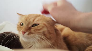 Yatakta yatarken şirin zencefil kedi. Adam vuruş kitty. Rahat ev arka plan ile kabarık evde beslenen hayvan.
