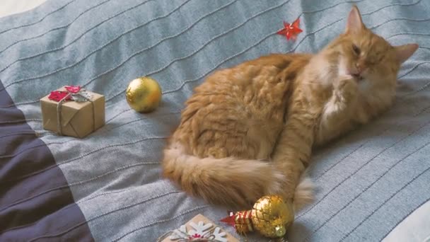 Cute ginger cat licking in bed with New Year presents in craft paper. Cozy home Christmas holiday background. — Stock Video